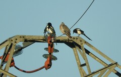 Columba palumbus palumbus