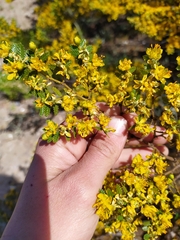 Larrea nitida