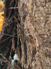 Leiobunum
