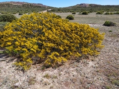 Larrea nitida