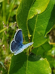 Plebejus idas