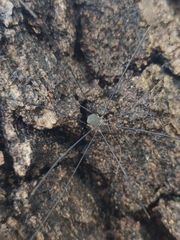 Leiobunum