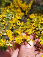 Larrea nitida