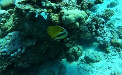 Heniochus intermedius