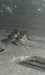 Menemerus bivittatus