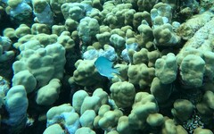 Amblyglyphidodon indicus