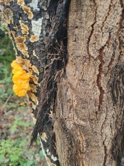 Leiobunum