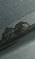 Menemerus bivittatus