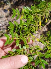 Larrea nitida