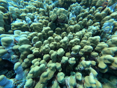 Porites nodifera