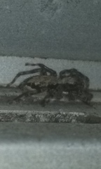 Menemerus bivittatus