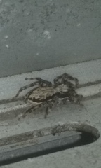 Menemerus bivittatus