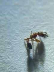Cardiocondyla mauritanica