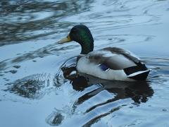 Anas platyrhynchos platyrhynchos