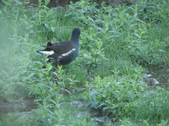 Gallinula chloropus chloropus