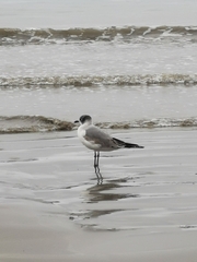 Leucophaeus pipixcan