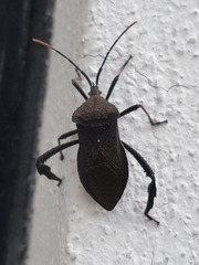 Acanthocephala femorata