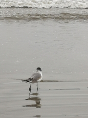 Leucophaeus pipixcan