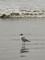 Leucophaeus pipixcan