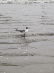 Leucophaeus pipixcan