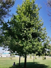 Quercus