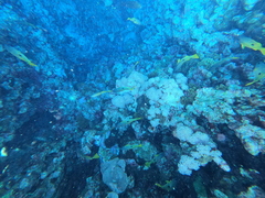 Lutjanus fulviflamma