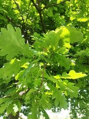 Quercus
