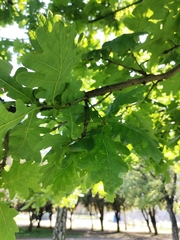 Quercus