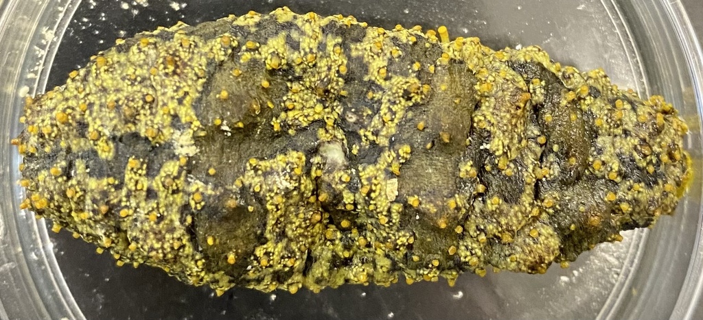 Florida Sea Cucumber