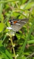 Strymon acis bartrami