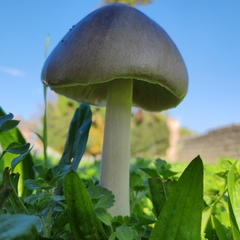 Volvopluteus gloiocephalus