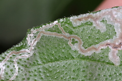 Dialectica