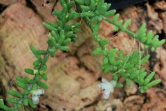 Rhipsalis mesembryanthemoides