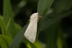 Spilosoma lubricipeda