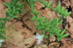 Rhipsalis mesembryanthemoides