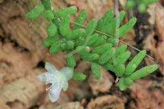 Rhipsalis mesembryanthemoides