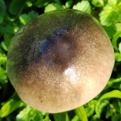 Volvopluteus gloiocephalus