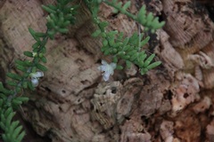 Rhipsalis mesembryanthemoides