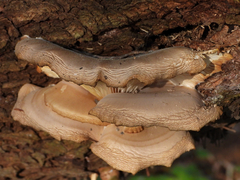 Pleurotus ostreatus