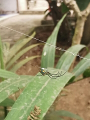 Leucauge