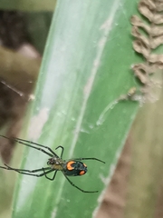 Leucauge