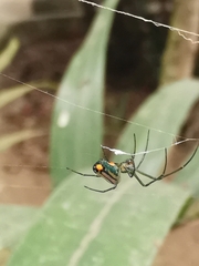 Leucauge