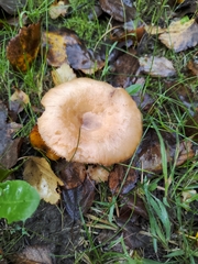 Lactarius glyciosmus