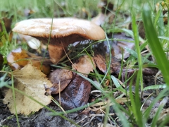 Lactarius glyciosmus
