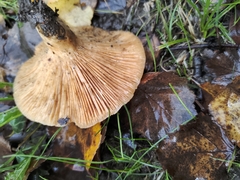 Lactarius glyciosmus