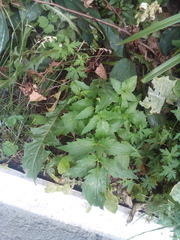 Valeriana officinalis