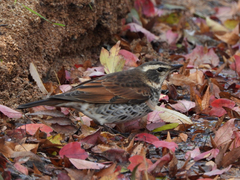 Turdus eunomus