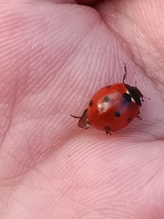 Coccinella septempunctata