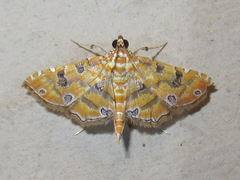Ommatospila narcaeusalis