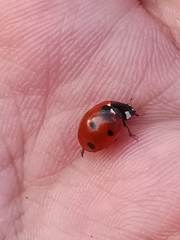 Coccinella septempunctata